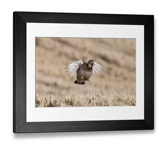 Framed Print : Greater Prairie-chicken (Tympanuchus cupido) adult male, displaying on lekking ground, Sandhills, Nebraska, U. S. A. april Framed Print : Greater Prairie-chicken (Tympanuchus cupido) adult male, displaying on lekking ground, Sandhills, Nebraska, U. S. A. april