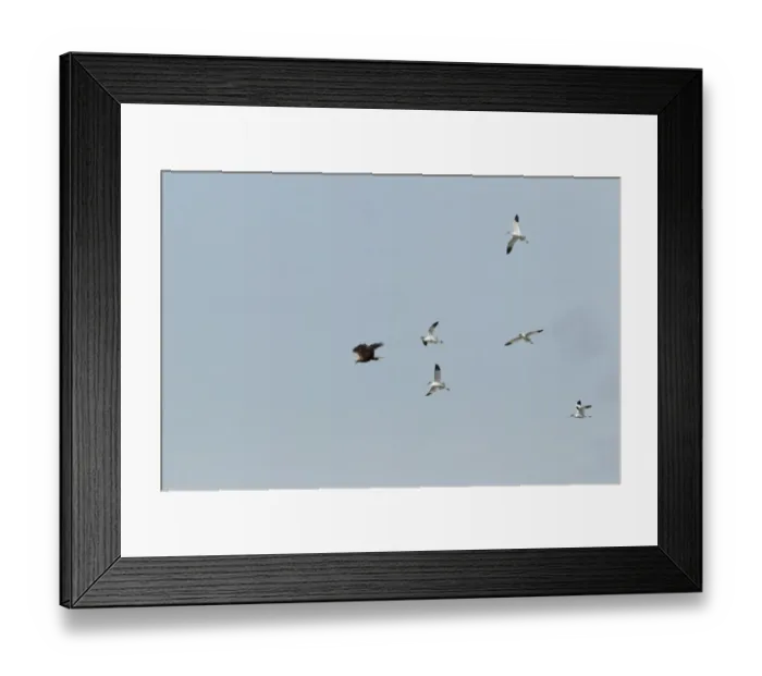 Framed Print : Western Marsh Harrier (Circus aeruginosus) adult female, in flight, mobbed by Eurasian Avocets (Recurvirostra avocetta), Minsmere RSPB Reserve, Suffolk, England, june Framed Print : Western Marsh Harrier (Circus aeruginosus) adult female, in flight, mobbed by Eurasian Avocets (Recurvirostra avocetta), Minsmere RSPB Reserve, Suffolk, England, june