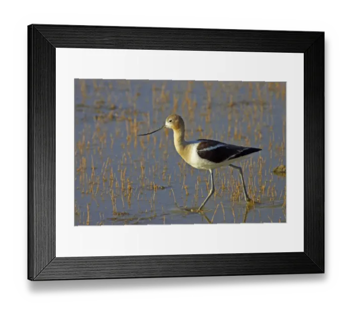 Framed Print : American Avocet (Recurvirostra americana) immature, walking in shallow water, Klamath National Wildlife Refuge, Oregon, U. S. A Framed Print : American Avocet (Recurvirostra americana) immature, walking in shallow water, Klamath National Wildlife Refuge, Oregon, U. S. A