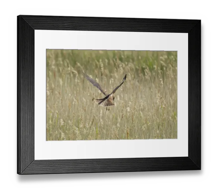 Framed Print : Western Marsh Harrier (Circus aeruginosus) adult female, in flight, hunting over marsh, Minsmere RSPB Reserve, Suffolk, England, june Framed Print : Western Marsh Harrier (Circus aeruginosus) adult female, in flight, hunting over marsh, Minsmere RSPB Reserve, Suffolk, England, june