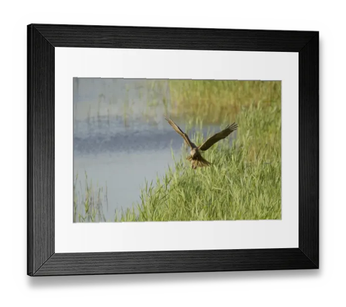 Framed Print : Western Marsh Harrier (Circus aeruginosus) adult female, in flight, hunting over marsh, Minsmere RSPB Reserve, Suffolk, England, june