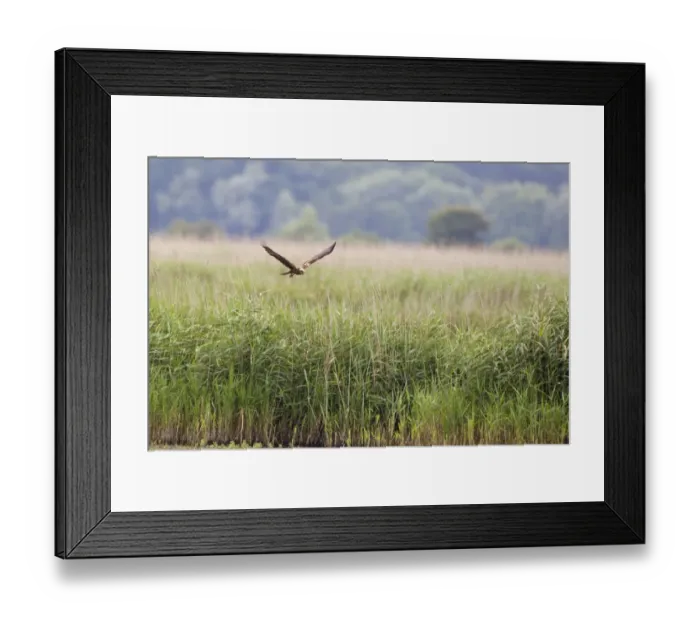 Framed Print : Western Marsh Harrier (Circus aeruginosus) adult female, in flight over reedbed habitat, Minsmere RSPB Reserve, Suffolk, England, july Framed Print : Western Marsh Harrier (Circus aeruginosus) adult female, in flight over reedbed habitat, Minsmere RSPB Reserve, Suffolk, England, july