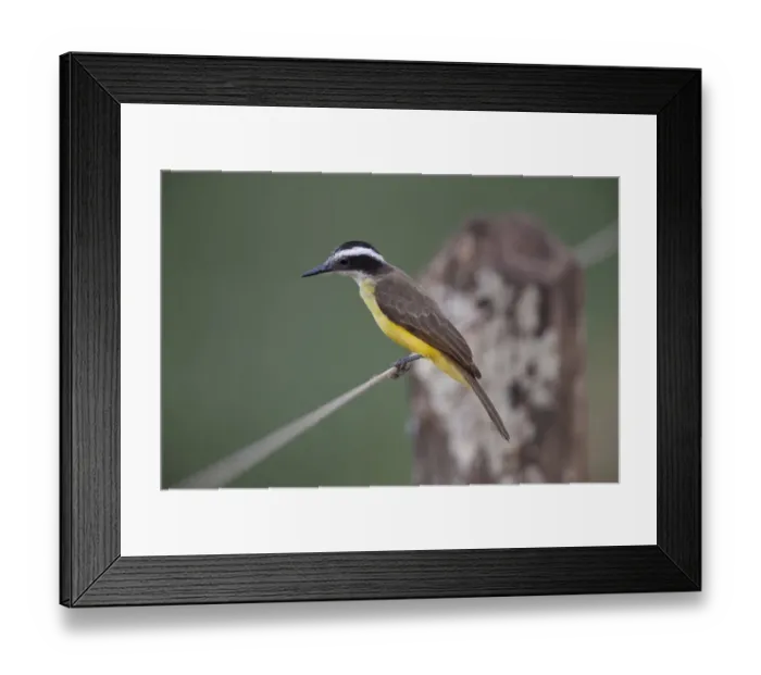 Framed Print : Lesser Kiskadee (Philohydor lictor) adult, perched on wire fence, Pantanal, Mato Grosso, Brazil