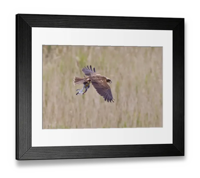 Framed Print : Western Marsh Harrier (Circus aeruginosus) adult female, in flight over reedbed, with Black-headed Gull (Larus ridibundus) chick in talons, Minsmere RSPB Reserve, Suffolk, England, july Framed Print : Western Marsh Harrier (Circus aeruginosus) adult female, in flight over reedbed, with Black-headed Gull (Larus ridibundus) chick in talons, Minsmere RSPB Reserve, Suffolk, England, july