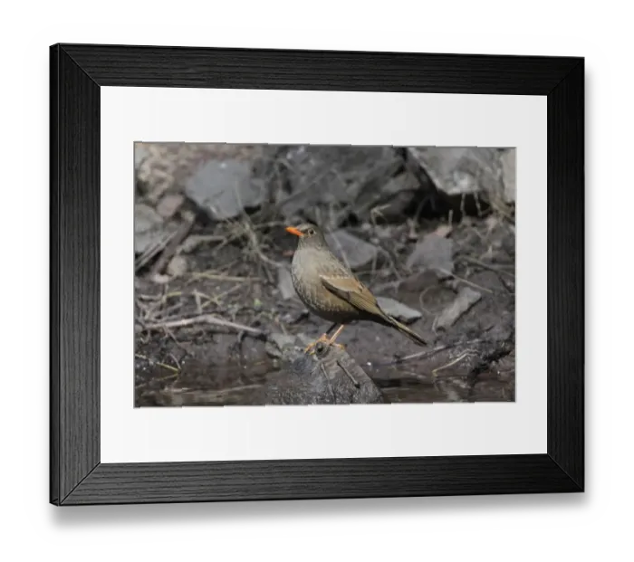 Framed Print : Grey-winged Blackbird (Turdus boulboul) adult female, standing on log in water, Sattal, Uttarakhand, India, february Framed Print : Grey-winged Blackbird (Turdus boulboul) adult female, standing on log in water, Sattal, Uttarakhand, India, february