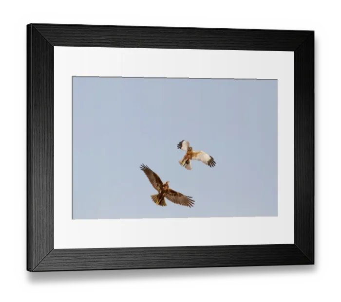 Framed Print : Western Marsh Harrier (Circus aeruginosus) adult pair, in flight, sparring in courtship display, Norfolk, England, january Framed Print : Western Marsh Harrier (Circus aeruginosus) adult pair, in flight, sparring in courtship display, Norfolk, England, january