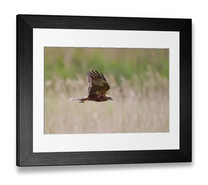 Framed Print : Western Marsh Harrier (Circus aeruginosus) adult female, in flight over reedbed, with Black-headed Gull (Larus ridibundus) chick in talons, Minsmere RSPB Reserve, Suffolk, England, july Framed Print : Western Marsh Harrier (Circus aeruginosus) adult female, in flight over reedbed, with Black-headed Gull (Larus ridibundus) chick in talons, Minsmere RSPB Reserve, Suffolk, England, july