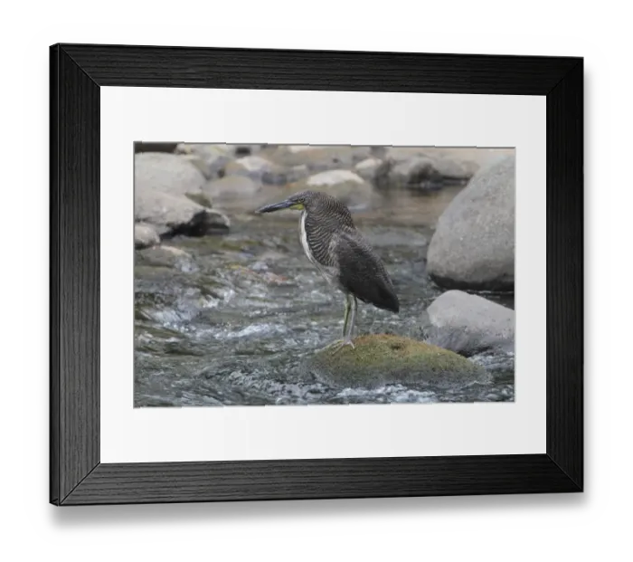 Framed Print : Fasciated Tiger-heron (Tigrisoma fasciatum) adult, standing on rock in river, Costa Rica, february Framed Print : Fasciated Tiger-heron (Tigrisoma fasciatum) adult, standing on rock in river, Costa Rica, february