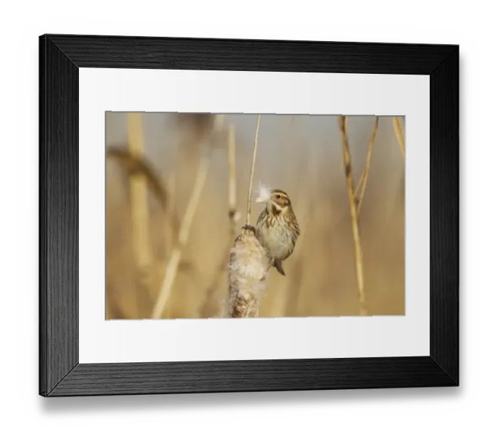 Framed Print : Reed Bunting (Emberiza schoeniclus) adult female, feeding on Reedmace (Typha sp. ) seeds in reedbed, Rainham Marshes RSPB Reserve, Thames Estuary, Essex, England, january Framed Print : Reed Bunting (Emberiza schoeniclus) adult female, feeding on Reedmace (Typha sp. ) seeds in reedbed, Rainham Marshes RSPB Reserve, Thames Estuary, Essex, England, january