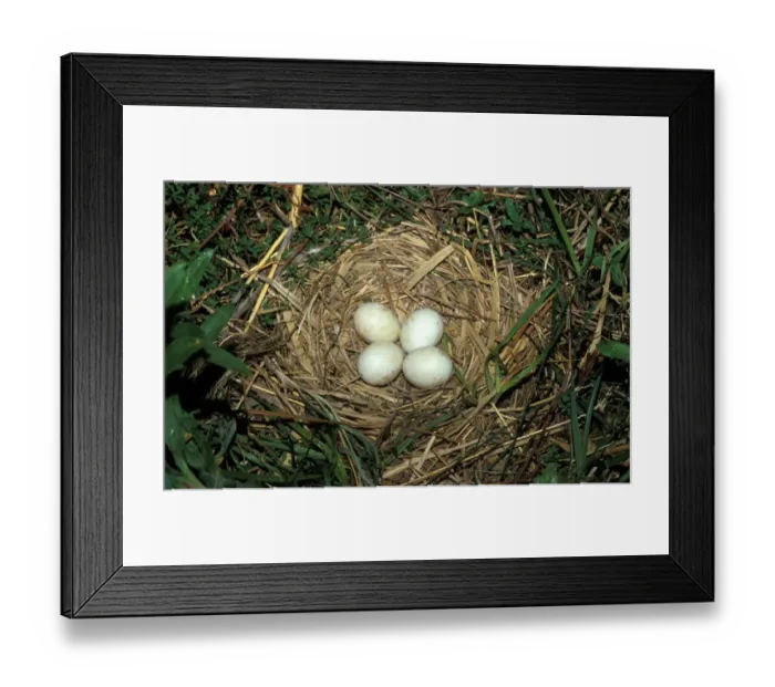 Framed Print : Montagu's Harrier (Circus pygargus) Nest with four eggs Framed Print : Montagu's Harrier (Circus pygargus) Nest with four eggs