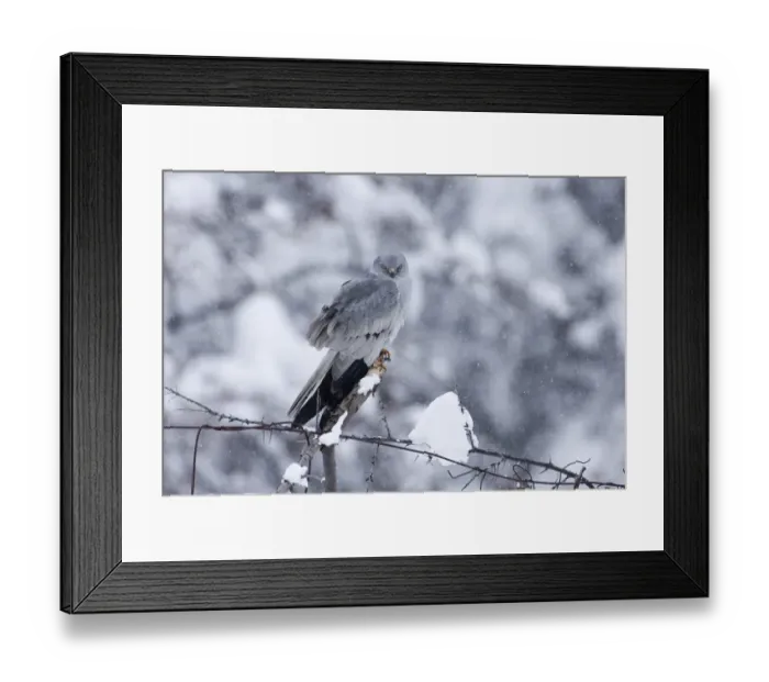Framed Print : Montagu's Harrier (Circus pygargus) adult male, perched on post in snowfall, on migration through mountains, Caucasus Mountains, Georgia, april