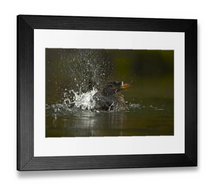 Framed Print : Rhinoceros Auklet (Cerorhinca monocerata) adult, breeding plumage, bathing, splashing water, Oregon, U. S. A Framed Print : Rhinoceros Auklet (Cerorhinca monocerata) adult, breeding plumage, bathing, splashing water, Oregon, U. S. A