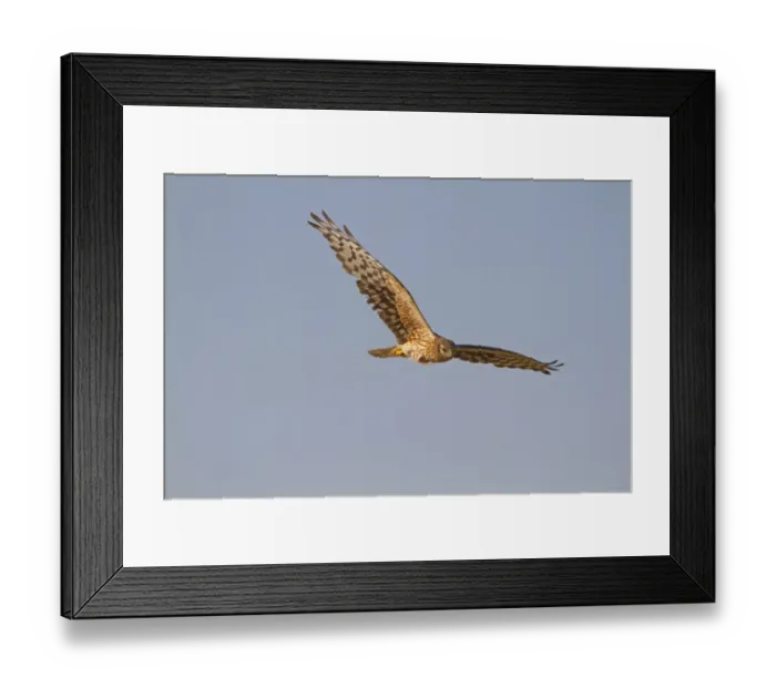 Framed Print : Montagu's Harrier (Circus pygargus) adult female, in flight, Spain, june Framed Print : Montagu's Harrier (Circus pygargus) adult female, in flight, Spain, june