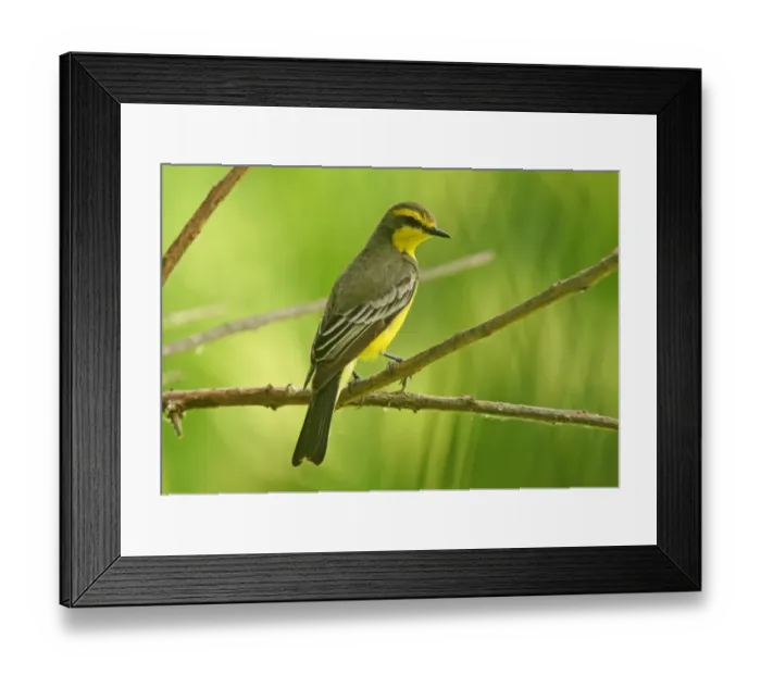 Framed Print : Yellow-browed Tyrant (Satrapa icterophrys) adult, perched on twig, Ribera Norte, Buenos Aires Province, Argentina, november Framed Print : Yellow-browed Tyrant (Satrapa icterophrys) adult, perched on twig, Ribera Norte, Buenos Aires Province, Argentina, november