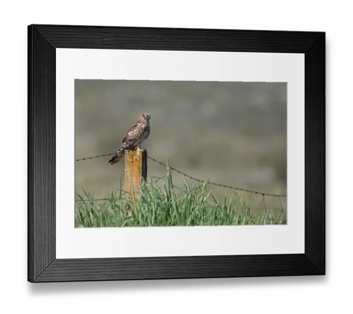 Framed Print : Montagu's Harrier (Circus pygargus) adult female, standing on fencepost in steppe, La Serena, Badajoz, Extremadura, Spain, march Framed Print : Montagu's Harrier (Circus pygargus) adult female, standing on fencepost in steppe, La Serena, Badajoz, Extremadura, Spain, march