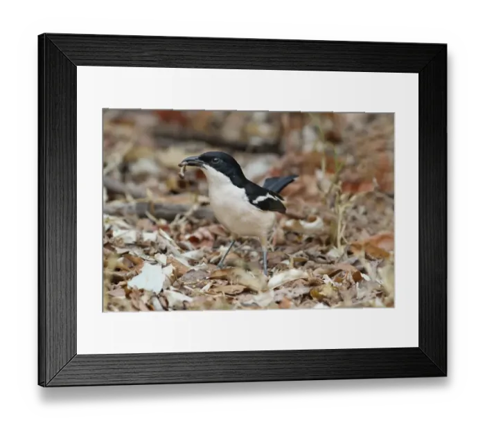 Framed Print : Tropical Boubou (Laniarius aethiopicus) adult, with food in beak, foraging amongst leaf litter, Chobe N. P. Botswana