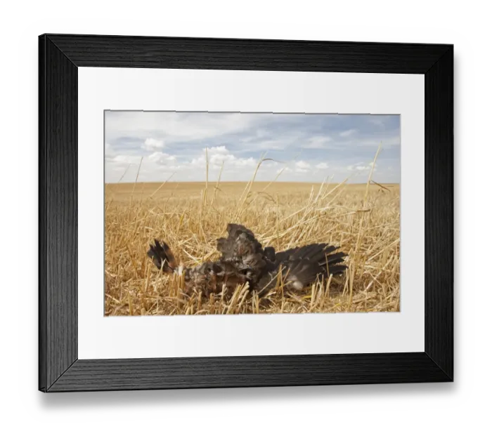 Framed Print : Montagu's Harrier (Circus pygargus) dead chick, killed on nest in arable field during harvest, Northern Spain, july Framed Print : Montagu's Harrier (Circus pygargus) dead chick, killed on nest in arable field during harvest, Northern Spain, july