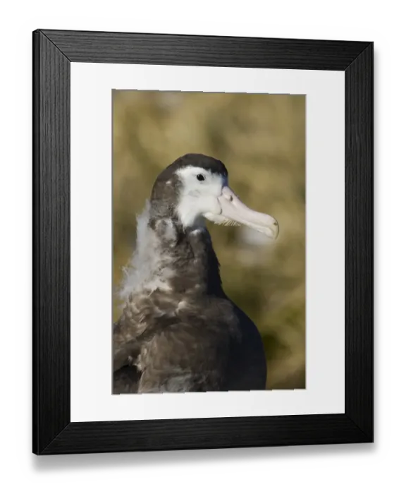 Framed Print : Wandering Albatross (Diomedea exulans) ten month old chick, close-up of head and neck, Prion Island, Bay of Isles, South Georgia, november Framed Print : Wandering Albatross (Diomedea exulans) ten month old chick, close-up of head and neck, Prion Island, Bay of Isles, South Georgia, november