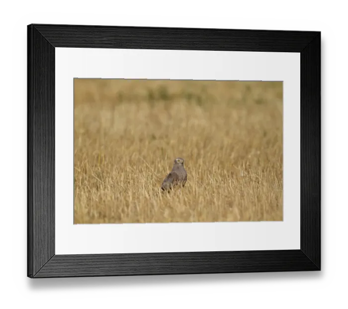 Framed Print : Montagu's Harrier (Circus pygargus) immature male, standing in stubble field, Northern Spain, july Framed Print : Montagu's Harrier (Circus pygargus) immature male, standing in stubble field, Northern Spain, july