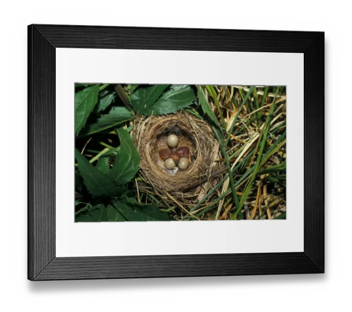 Framed Print : Sedge Warbler (Acrocephalus schoenobaenus) Nest with three eggs & two newly hatched Framed Print : Sedge Warbler (Acrocephalus schoenobaenus) Nest with three eggs & two newly hatched
