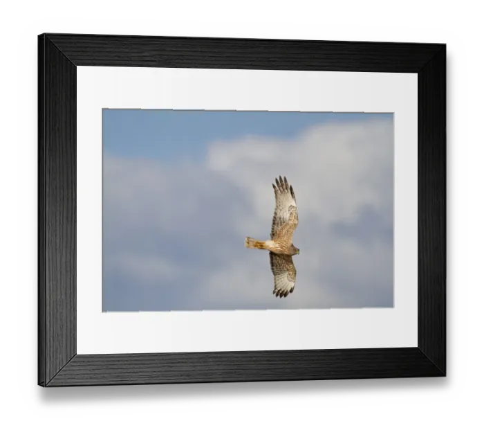 Framed Print : Swamp Harrier (Circus approximans) adult, in flight, New Zealand, november