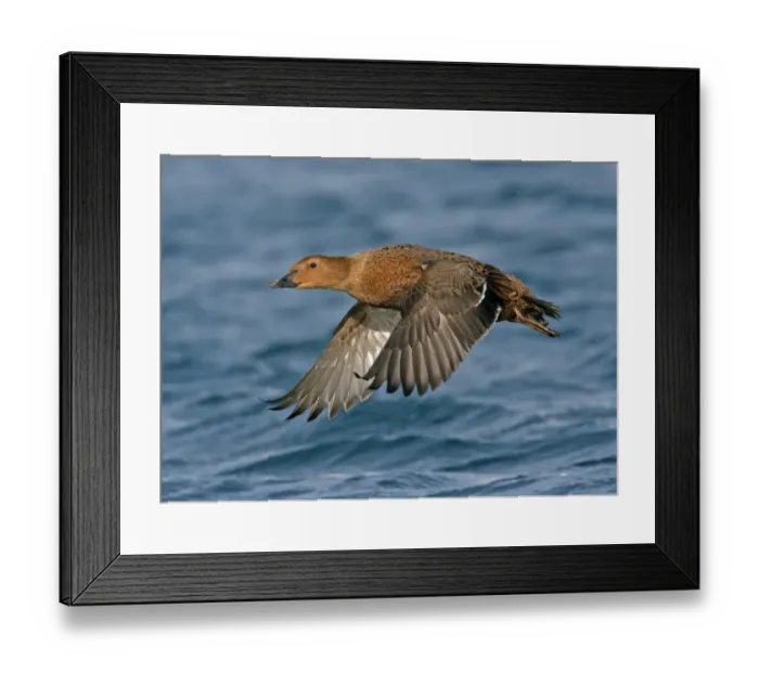 Framed Print : King Eider (Somateria spectabilis) adult female, in flight over sea, Northern Norway, march Framed Print : King Eider (Somateria spectabilis) adult female, in flight over sea, Northern Norway, march