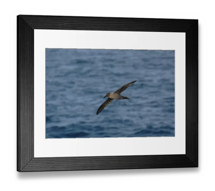Framed Print : Light-mantled Sooty Albatross (Phoebetria palpebrata) adult, in flight over sea, Drake Passage, Antarctica, december