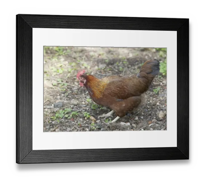 Framed Print : Domestic Chicken, Welsummer, freerange hen, scratching in soil, Essex, England, august Framed Print : Domestic Chicken, Welsummer, freerange hen, scratching in soil, Essex, England, august