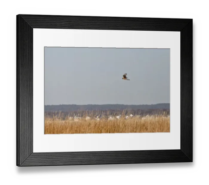 Framed Print : Northern Harrier (Circus cyaneus hudsonius) juvenile, in flight, hunting over saltmarsh habitat, Long Island, New York State, U. S. A. november Framed Print : Northern Harrier (Circus cyaneus hudsonius) juvenile, in flight, hunting over saltmarsh habitat, Long Island, New York State, U. S. A. november