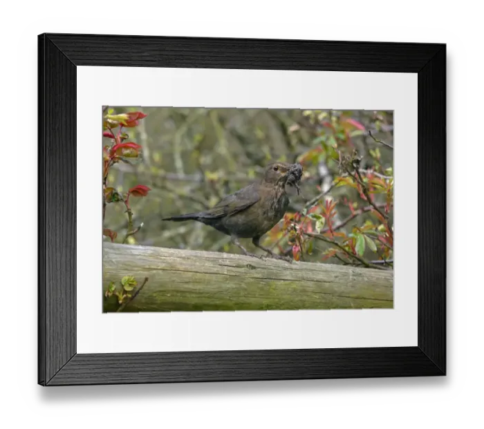 Framed Print : European Blackbird (Turdus merula) adult female, with mud in beak, collecting nesting material, West Sussex, England, march