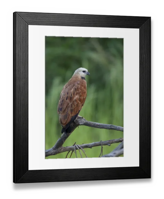 Framed Print : Black-collared Hawk (Busarellus nigricollis) adult, perched on branch, Pantanal, Mato Grosso, Brazil Framed Print : Black-collared Hawk (Busarellus nigricollis) adult, perched on branch, Pantanal, Mato Grosso, Brazil
