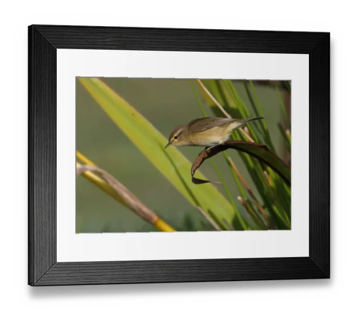 Framed Print : Eurasian Chiffchaff (Phylloscopus collybita) adult, migrant, perched on Yellow Iris (Iris pseudacorus) leaf near pond, Norfolk, England, september Framed Print : Eurasian Chiffchaff (Phylloscopus collybita) adult, migrant, perched on Yellow Iris (Iris pseudacorus) leaf near pond, Norfolk, England, september