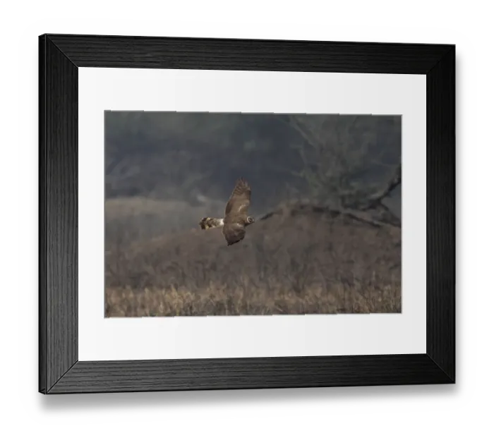 Framed Print : Pallid Harrier (Circus macrourus) adult female, in flight, hunting, Keoladeo Ghana N. P. (Bharatpur), Rajasthan, India, january