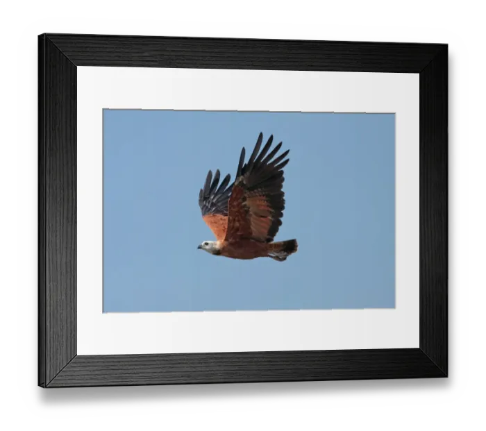 Framed Print : Black-collared Hawk (Busarellus nigricollis nigricollis) adult, in flight, Pixaim River, Mato Grosso, Brazil, september Framed Print : Black-collared Hawk (Busarellus nigricollis nigricollis) adult, in flight, Pixaim River, Mato Grosso, Brazil, september
