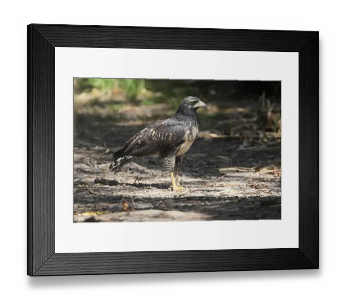 Framed Print : Mangrove Black Hawk (Buteogallus anthracinus subtilis) juvenile, standing on forest track, Costa Rica, february Framed Print : Mangrove Black Hawk (Buteogallus anthracinus subtilis) juvenile, standing on forest track, Costa Rica, february