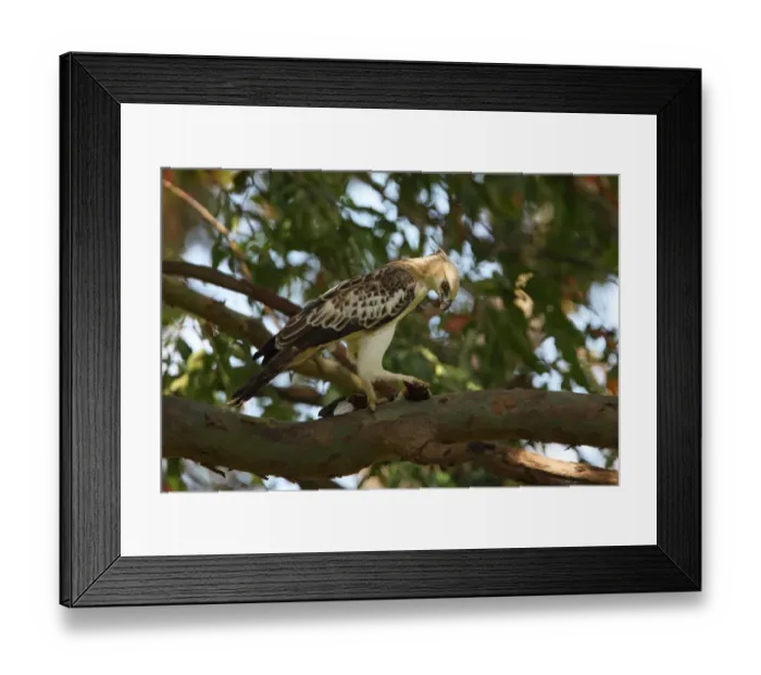 Framed Print : Changeable Hawk-eagle (Spizaetus cirrhatus ceylanensis) endemic race, sub-adult, feeding on White-throated Kingfisher (Halcyon smyrnensis) prey in talons, perched on branch, Sri Lanka, december Framed Print : Changeable Hawk-eagle (Spizaetus cirrhatus ceylanensis) endemic race, sub-adult, feeding on White-throated Kingfisher (Halcyon smyrnensis) prey in talons, perched on branch, Sri Lanka, december