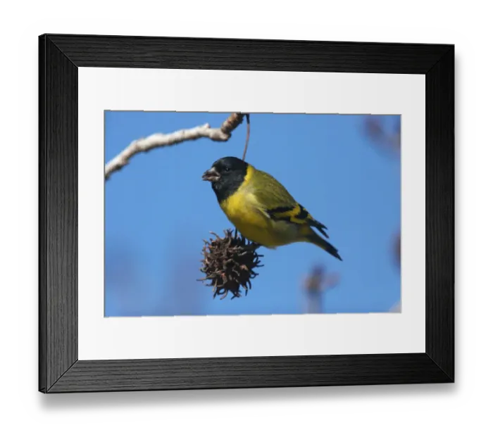 Framed Print : Hooded Siskin (Carduelis magellanica) adult male, feeding on seeds in tree, La Lucila, Buenos Aires Province, Argentina, july Framed Print : Hooded Siskin (Carduelis magellanica) adult male, feeding on seeds in tree, La Lucila, Buenos Aires Province, Argentina, july