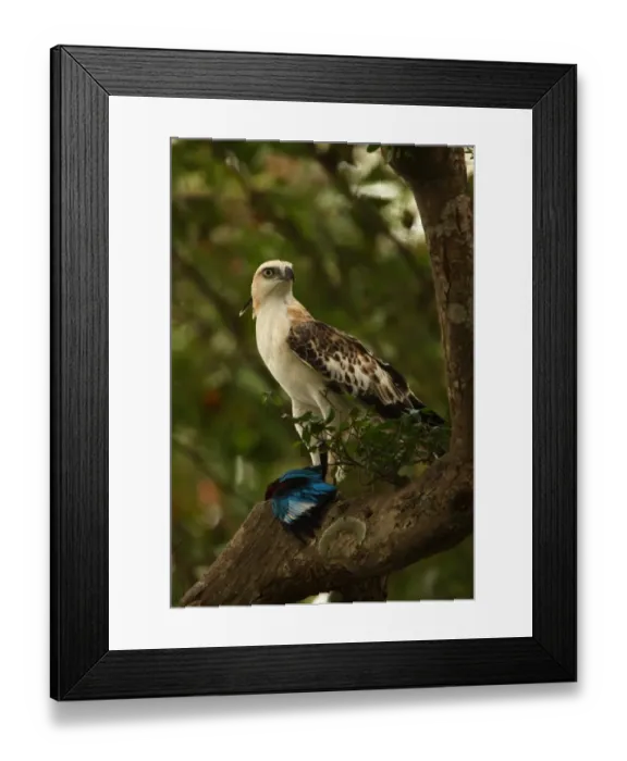 Framed Print : Changeable Hawk-eagle (Spizaetus cirrhatus ceylanensis) endemic race, sub-adult, feeding on White-throated Kingfisher (Halcyon smyrnensis) prey in talons, perched on branch, Sri Lanka, december Framed Print : Changeable Hawk-eagle (Spizaetus cirrhatus ceylanensis) endemic race, sub-adult, feeding on White-throated Kingfisher (Halcyon smyrnensis) prey in talons, perched on branch, Sri Lanka, december