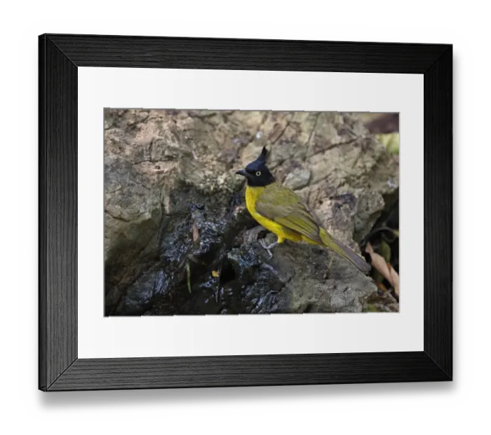 Framed Print : Black-crested Bulbul (Pycnonotus melanicterus xanthops) adult, drinking at spring, Kaeng Krachan N. P. Thailand, february
