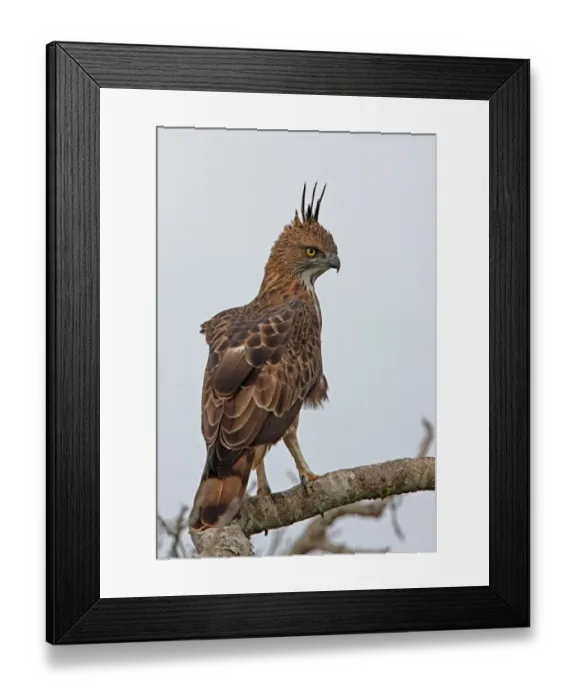 Framed Print : Changeable Hawk-eagle (Spizaetus cirrhatus ceylanensis) endemic race, adult, perched on branch, Bundala N. P. Sri Lanka, december Framed Print : Changeable Hawk-eagle (Spizaetus cirrhatus ceylanensis) endemic race, adult, perched on branch, Bundala N. P. Sri Lanka, december