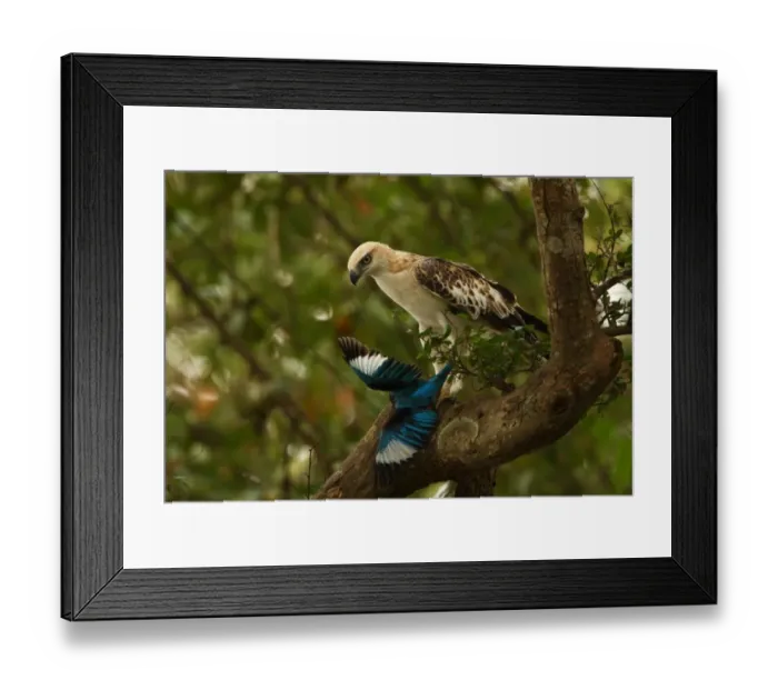 Framed Print : Changeable Hawk-eagle (Spizaetus cirrhatus ceylanensis) endemic race, sub-adult, feeding on White-throated Kingfisher (Halcyon smyrnensis) prey in talons, perched on branch, Sri Lanka, december Framed Print : Changeable Hawk-eagle (Spizaetus cirrhatus ceylanensis) endemic race, sub-adult, feeding on White-throated Kingfisher (Halcyon smyrnensis) prey in talons, perched on branch, Sri Lanka, december