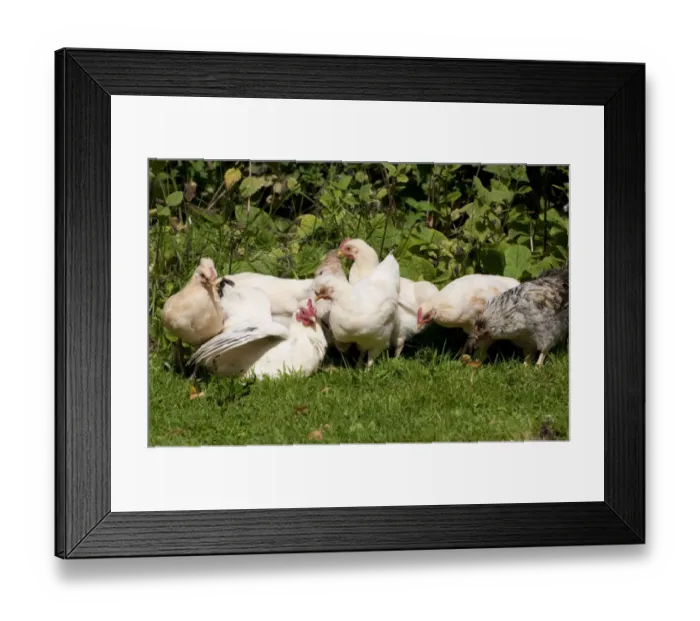 Framed Print : Domestic Chicken, freerange hen with young, sunbathing in garden, Norfolk, England, august Framed Print : Domestic Chicken, freerange hen with young, sunbathing in garden, Norfolk, England, august