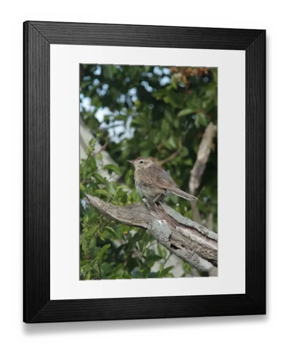 Framed Print : Firewood-gatherer (Anumbius annumbi) adult, perched on branch, El Palenque, Buenos Aires Province, Argentina, december Framed Print : Firewood-gatherer (Anumbius annumbi) adult, perched on branch, El Palenque, Buenos Aires Province, Argentina, december