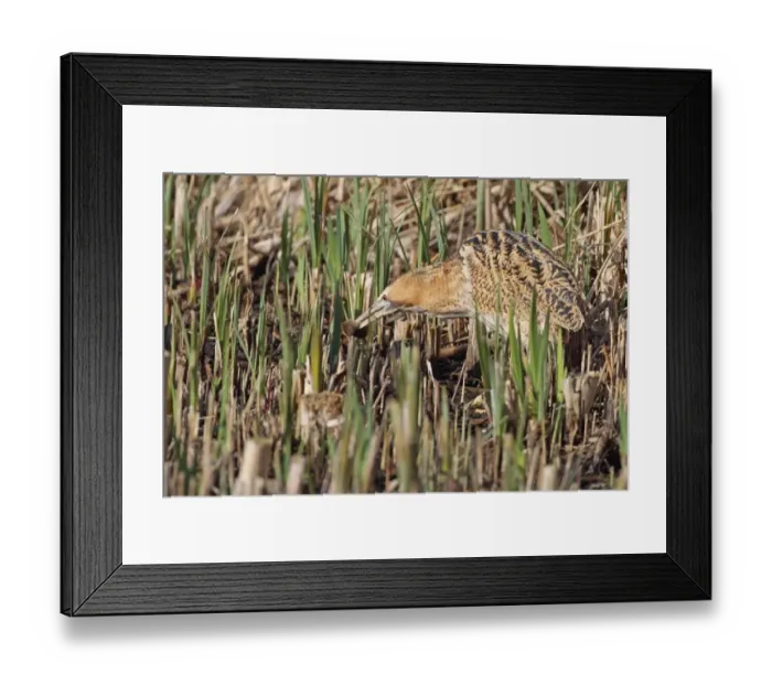 Framed Print : Great Bittern (Botaurus stellaris) adult, feeding on Water Vole (Arvicola terrestris) in reedbed, Minsmere RSPB Reserve, Suffolk, England, april