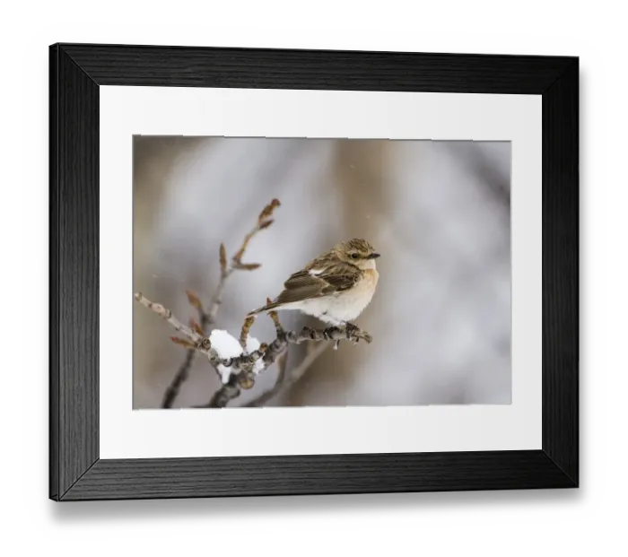 Framed Print : Siberian Stonechat (Saxicola maurus) adult female, perched on twig in snowfall, on migration, Kazbegi, Great Caucasus, Caucasus Mountains, Georgia, april Framed Print : Siberian Stonechat (Saxicola maurus) adult female, perched on twig in snowfall, on migration, Kazbegi, Great Caucasus, Caucasus Mountains, Georgia, april