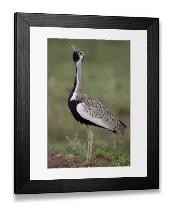 Framed Print : Black-bellied Bustard (Eupodotis melanogaster) adult male, calling, in courtship display, Serengeti N. P. Tanzania, november Framed Print : Black-bellied Bustard (Eupodotis melanogaster) adult male, calling, in courtship display, Serengeti N. P. Tanzania, november