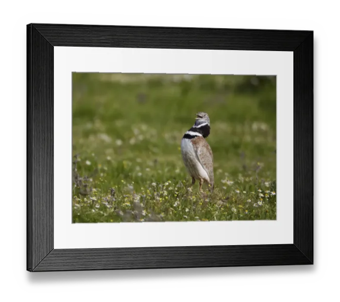 Framed Print : Little Bustard (Tetrax tetrax) adult male, calling and displaying, Extremadura, Spain, april Framed Print : Little Bustard (Tetrax tetrax) adult male, calling and displaying, Extremadura, Spain, april