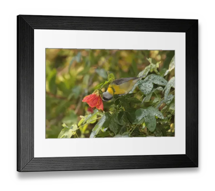 Framed Print : Bananaquit (Coereba flaveola) adult, feeding, thieving nectar from flower, Puerto Iguazu, Misiones, Argentina, april Framed Print : Bananaquit (Coereba flaveola) adult, feeding, thieving nectar from flower, Puerto Iguazu, Misiones, Argentina, april