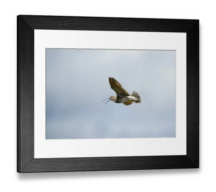 Framed Print : Whimbrel (Numenius phaeopus) adult, calling in flight, Shetland Islands, Scotland, june Framed Print : Whimbrel (Numenius phaeopus) adult, calling in flight, Shetland Islands, Scotland, june