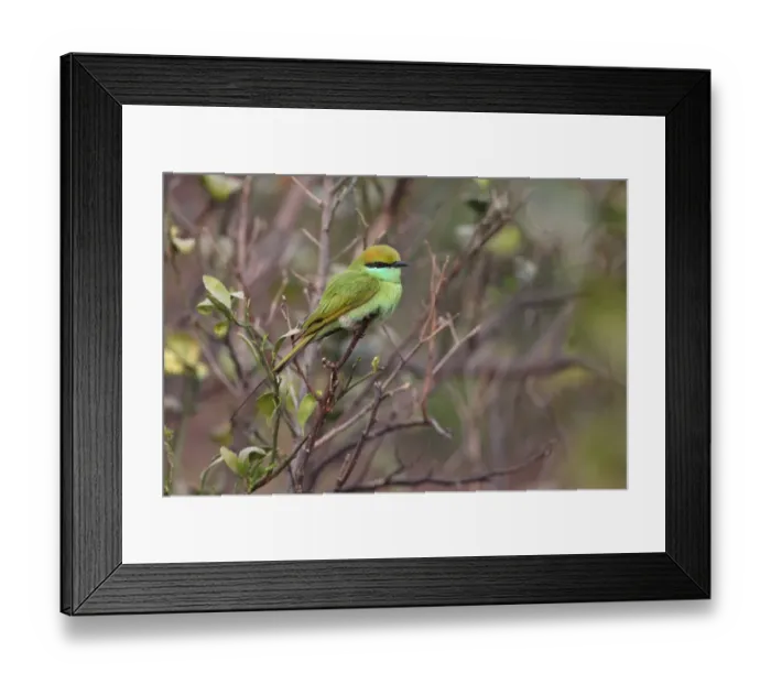 Framed Print : Little Green Bee-eater (Merops orientalis) adult, perched on twig, Keoladeo Ghana N. P. (Bharatpur), Rajasthan, India, november Framed Print : Little Green Bee-eater (Merops orientalis) adult, perched on twig, Keoladeo Ghana N. P. (Bharatpur), Rajasthan, India, november